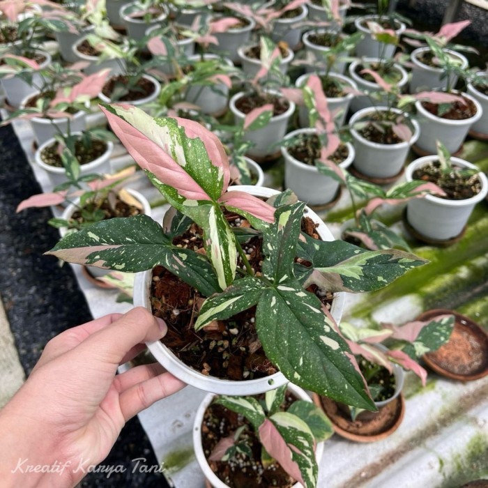 Tanaman hias syngonium red spot tricolor - Syngonium red spot