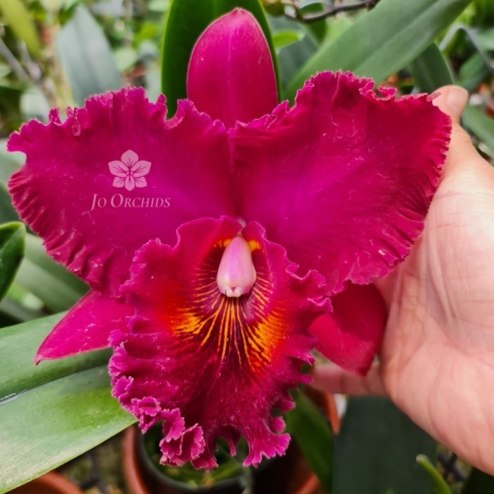 Anggrek Cattleya Blc.Chia lin New City
