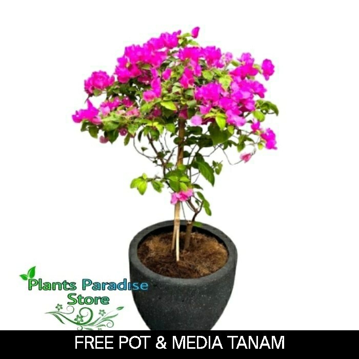 Bonsai bougenville bunga kertas - tanaman bougenville bunga ungu