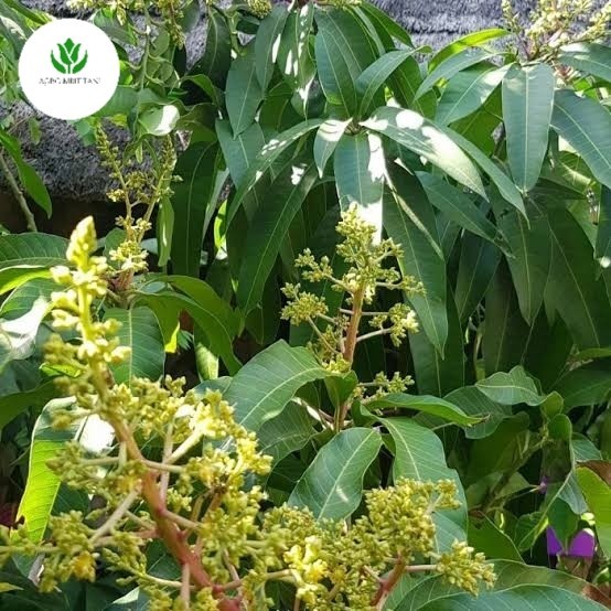 Pohon Mangga Sudah Berbunga,Bibit Tanaman Buah Mangga Siap Berbunga