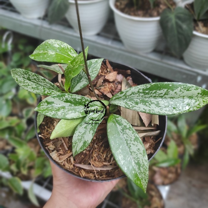 Hoya Pubicalyx Splash / Hoya / Tanaman Gantung