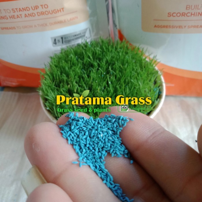 TERBARU Benih rumput Swiss - bibit rumput Swiss - benih bibit rumput taman