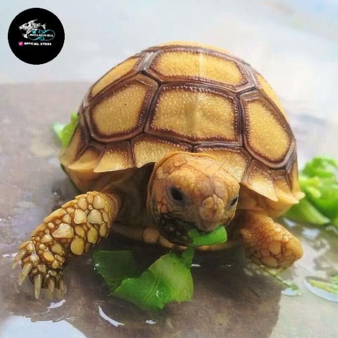 NEW KURA KURA SULCATA KURA KURA DARAT SULCATA BABY SULCATA SEHAT NO MINUS 5-6CM