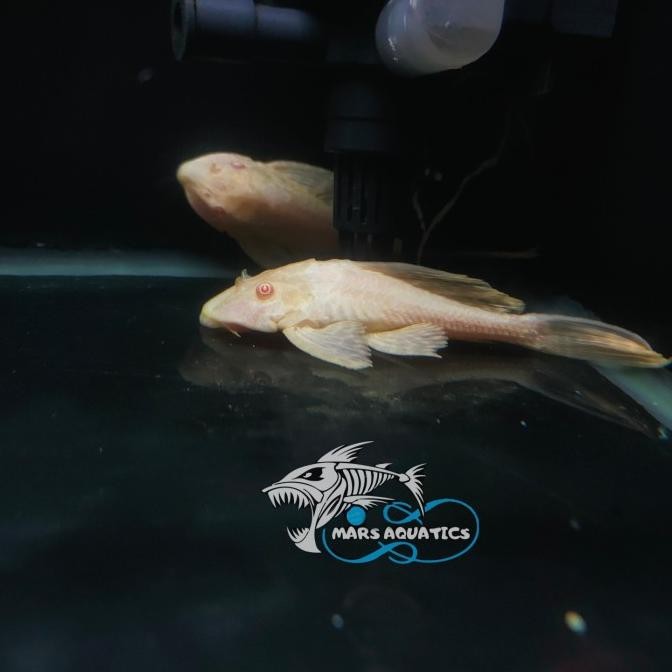 NEW IKAN HIAS GIBICEP BLOODY EYE PLECO L083 RED EYE ALBINO MATA MERAH SDG