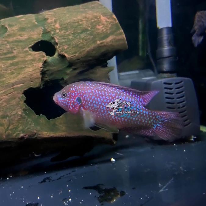 NEW IKAN HIAS RED JEWEL AFRICAN CICHLID