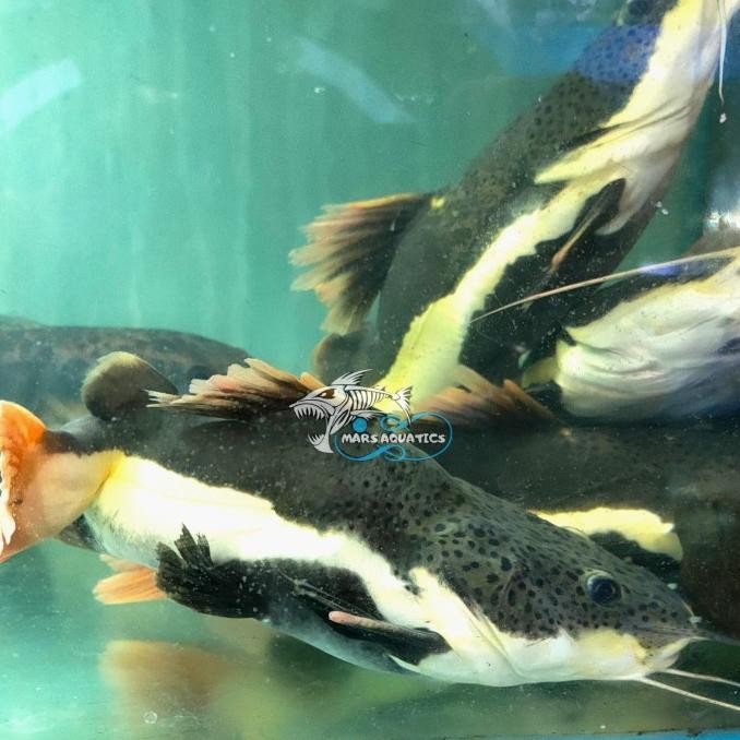NEW IKAN HIAS RTC SHORTBODY RED TAIL CATFISH
