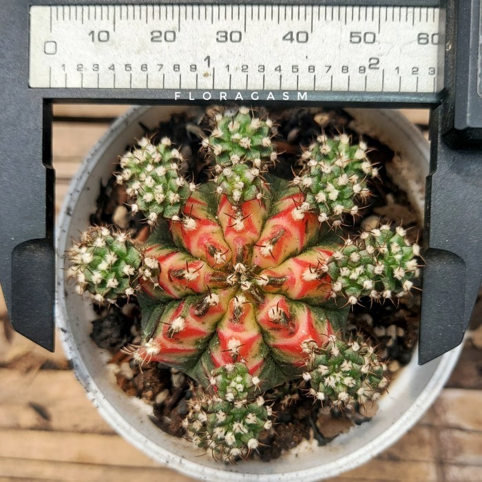 Kaktus Gymno Gymnocalycium Multicolor Multicolour Multicolours