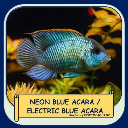 

BLUE- IKAN HIAS AIR TAWAR - NEON BLUE ACARA CICHLID