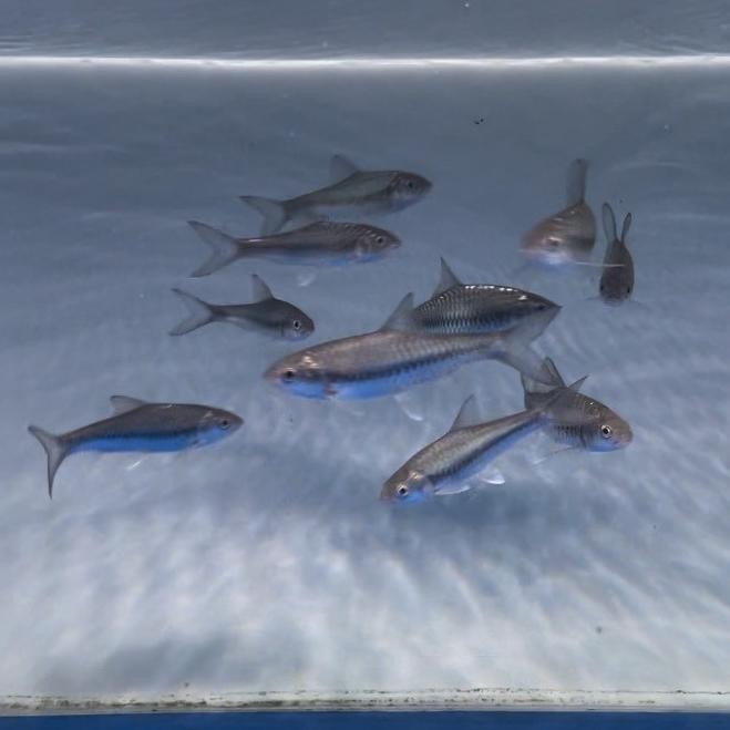 

BLUE- IKAN BLUE MAHSEER NEO BAOSHAN IMPORT