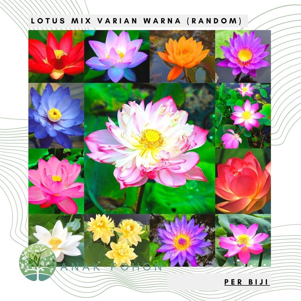 Benih Bibit Biji - Bunga Lotus Seroja Teratai Aquatic Plant Water Lily Mix Variant Warna Bonsai Aqua
