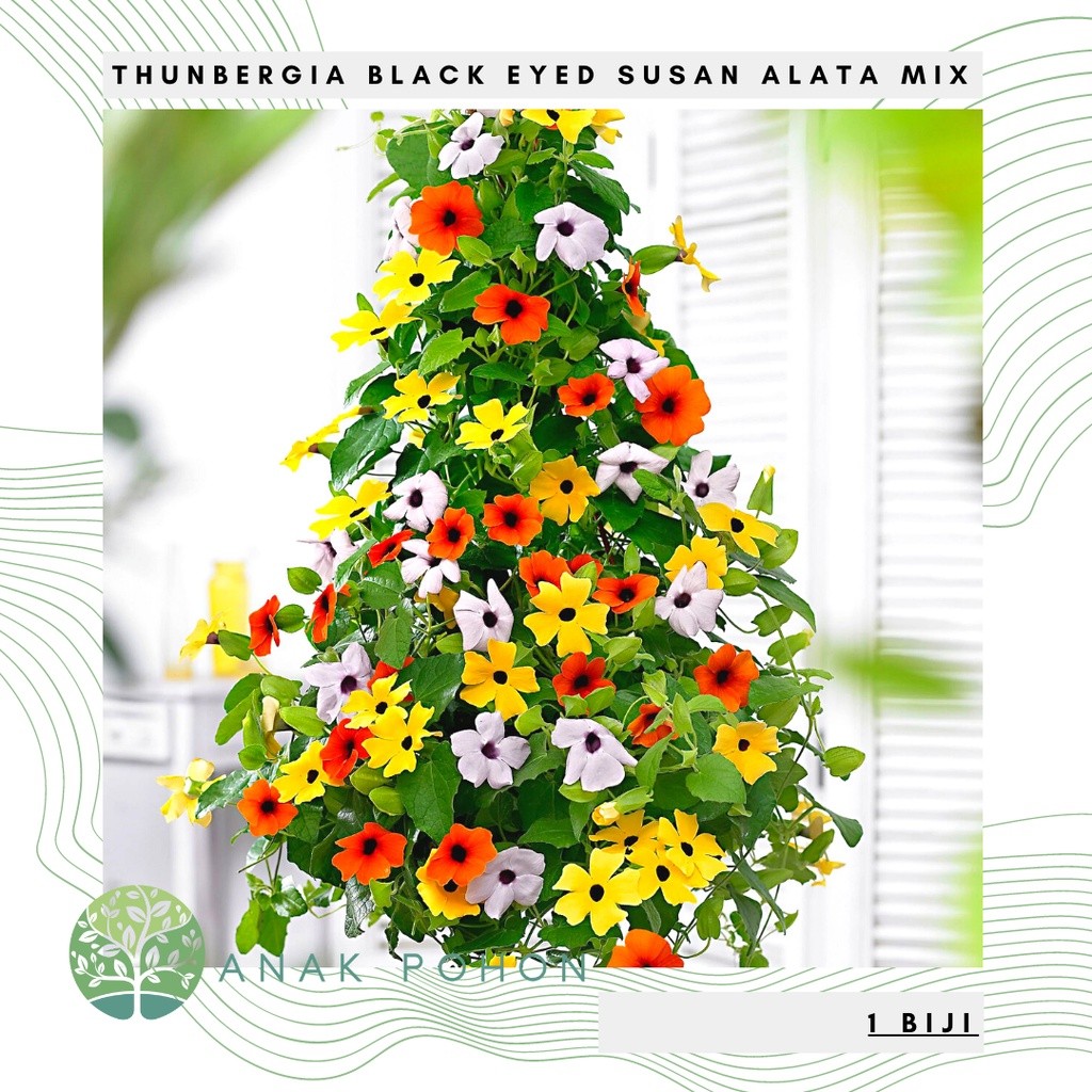 Benih Bibit Biji - Bunga Thunbergia Black Eyed Susan Alata Mix Flower Seeds - IMPORT Q1U8