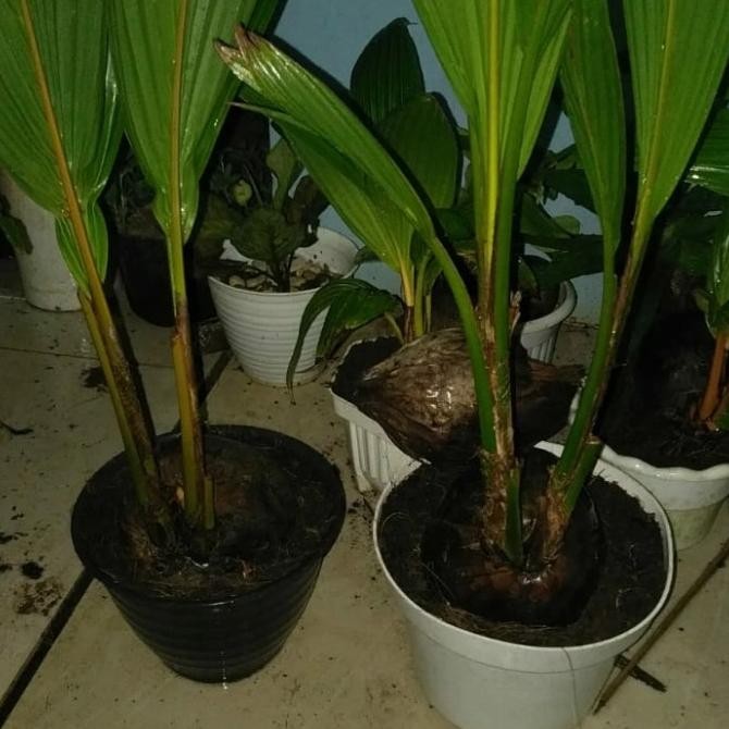 Bahan bonsai kelapa kembar / cabang 2 kelapa hijau original bonsai COD