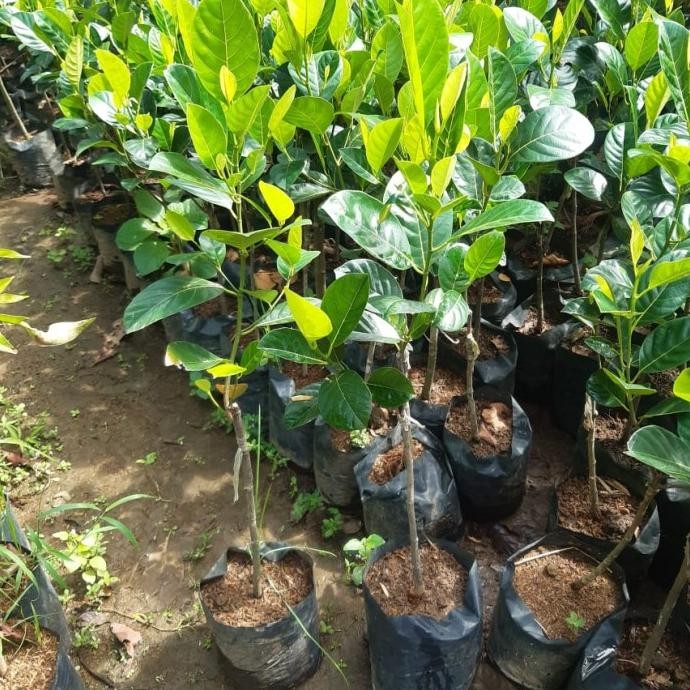 

nangka merah madu COD