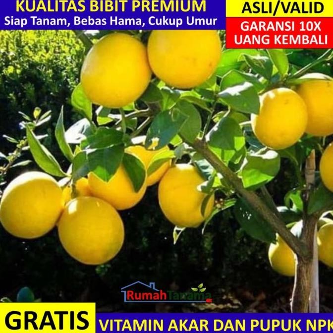 

Bibit Tanaman Buah Jeruk Lemon California COD