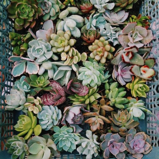 

paket sekulen 50pcs COD