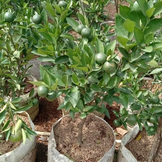 

Pohon Jeruk siam madu , full buah COD