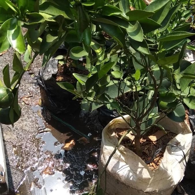 

Tanaman jeruk siam COD