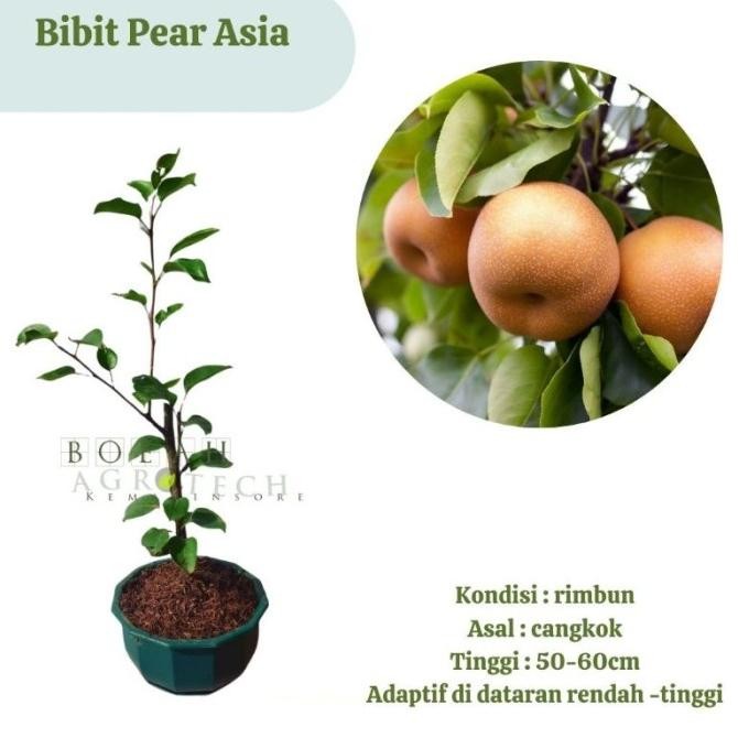 

Bibit Pear Asia/Bibit Pir Asia (Bisa di Dataran Rendah) Original COD