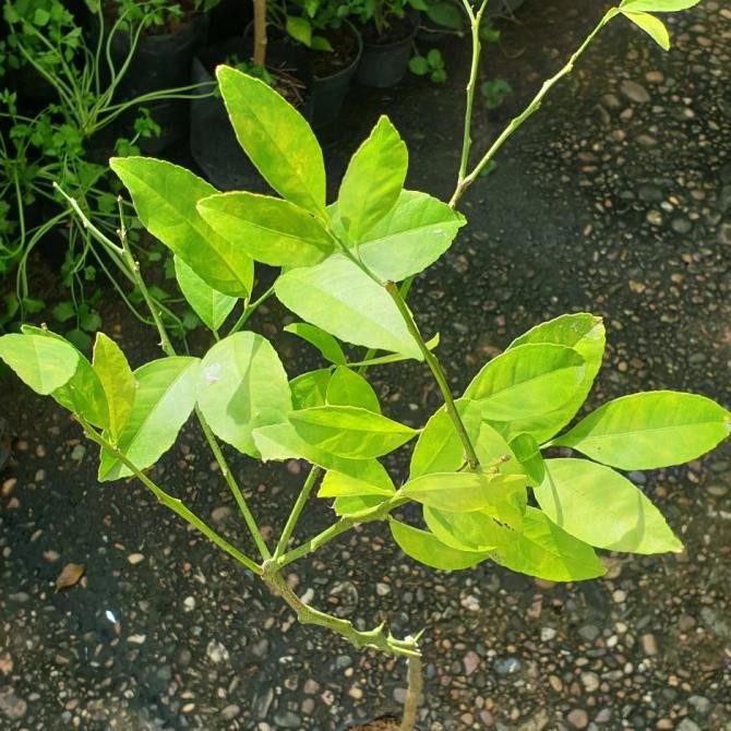 

bibit jeruk lemon california amerika COD