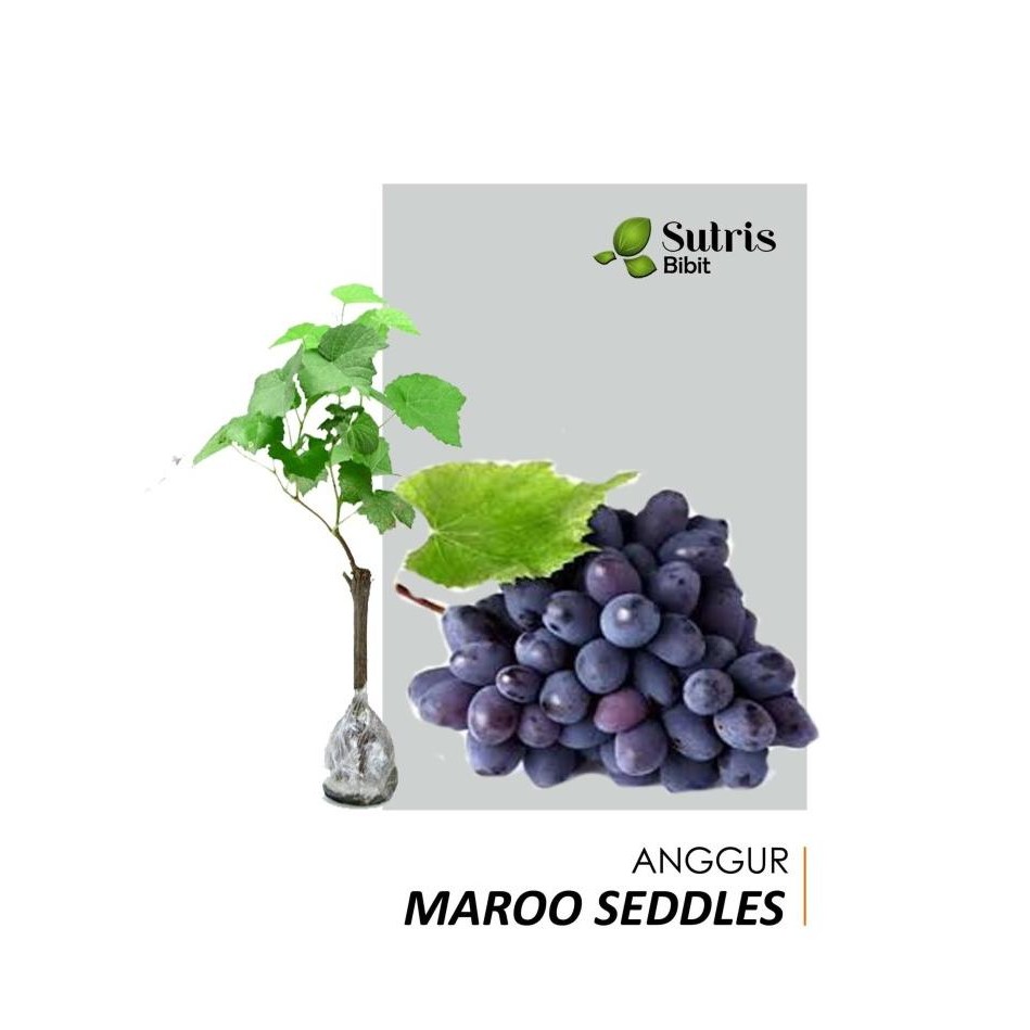 

Bibit Anggur Maroo Hitam Tanpa Biji (Black Maroo Sedless) COD