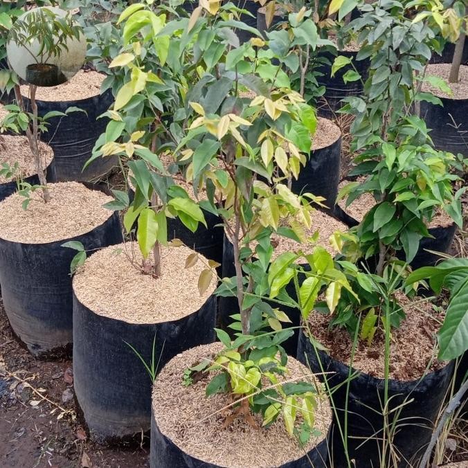 

Anggur pohon jenis escarlate valid buah manis COD