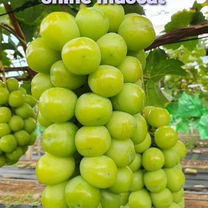 

BIBIT ANGGUR SHINE MUSACAT 100% VALID COD