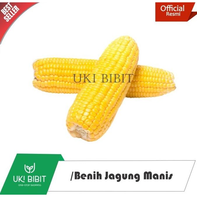 

( 1 Kg ) Benih Jagung Manis COD