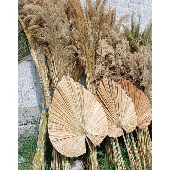 VIRAL PALEM JUMBO LEBAR 45CM/DAUN PALEM KERING/DRIED PALM RUSTIC/DEKORASI AESTHETIC SALE