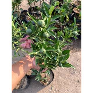 BIBIT JERUK ES SUDAH BERBUAH SPESIAL LIVE 18.12