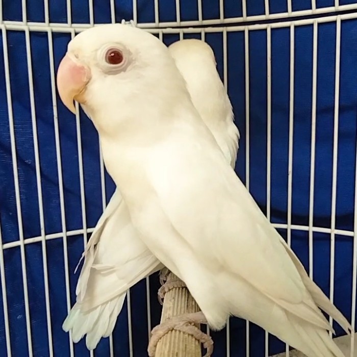 Lovebird albino mata merah burung hias aviary