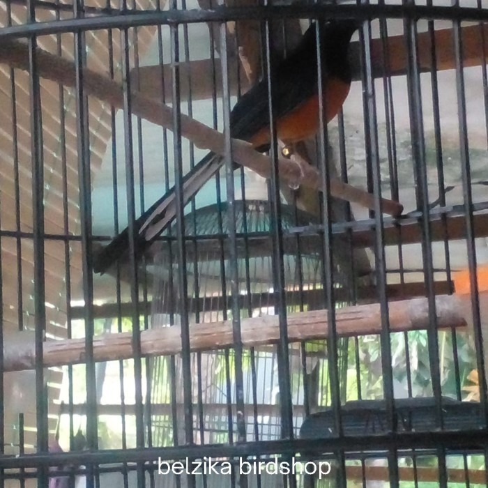 Murai batu pastol trah prestasi ring peternak