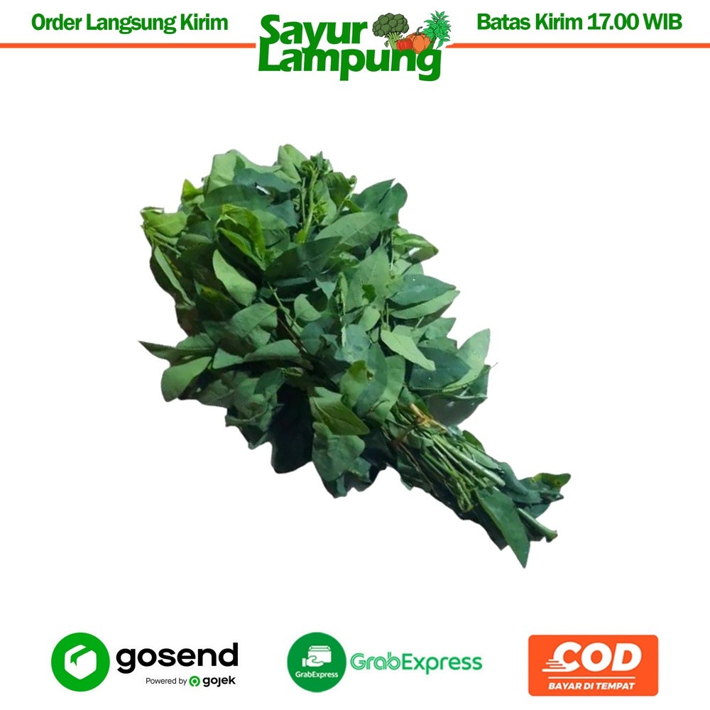 

Katuk 1 Ikat - Sayur Lampung