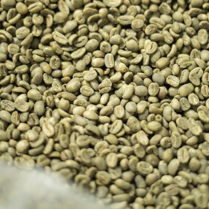 

Kopi Arabika Luwak Liar Gayo 1Kg | Biji Kopi Aceh Gayo Arabica