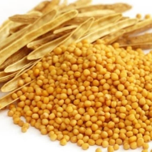 

Yellow Mustard Seed 1Kg / Biji Sawi (Mustard) Kuning 1Kg