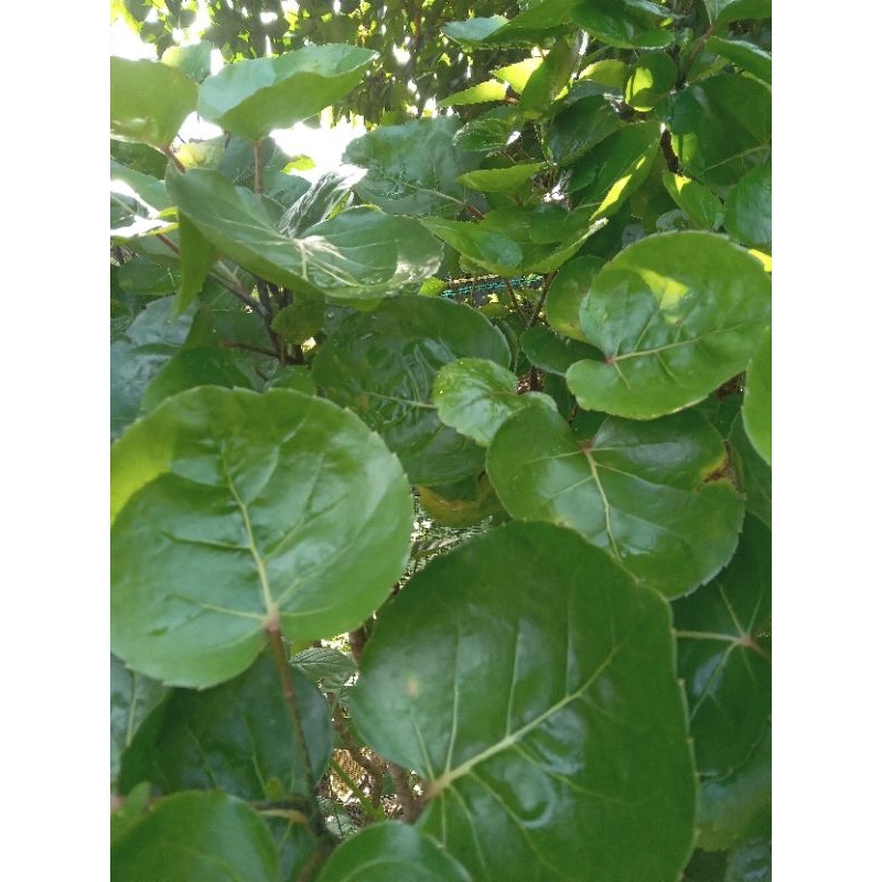 

DAUN MANGKOKAN SEGAR 100 LEMBAR