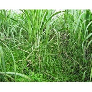 Herbisida Amexone 500SC 500 ml