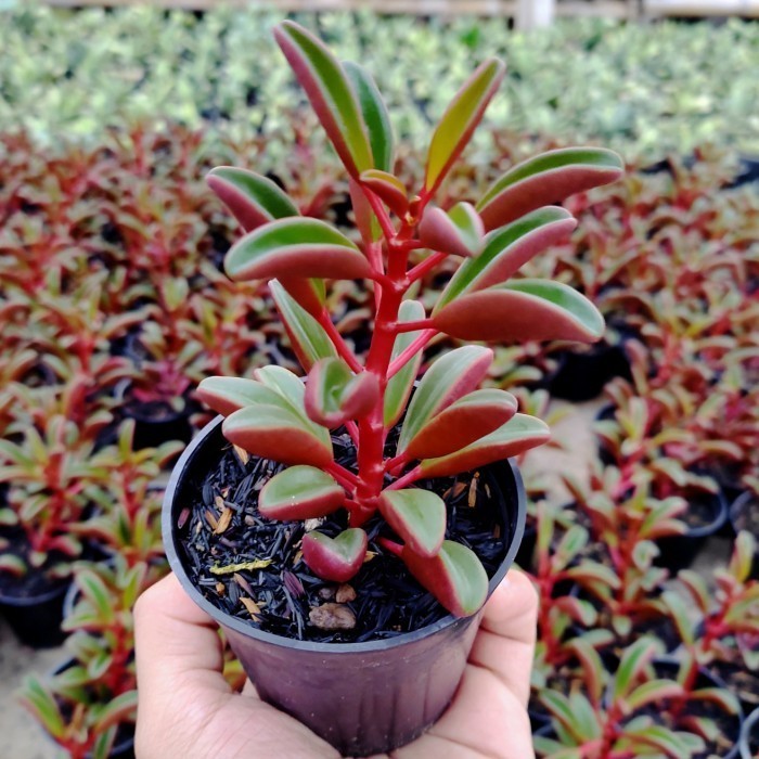 Sukulen Kacang Merah