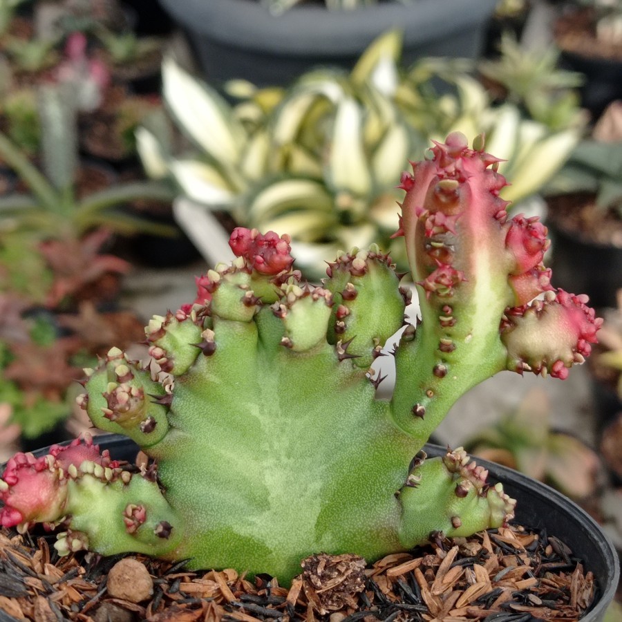 Euphorbia lactea red dragon
