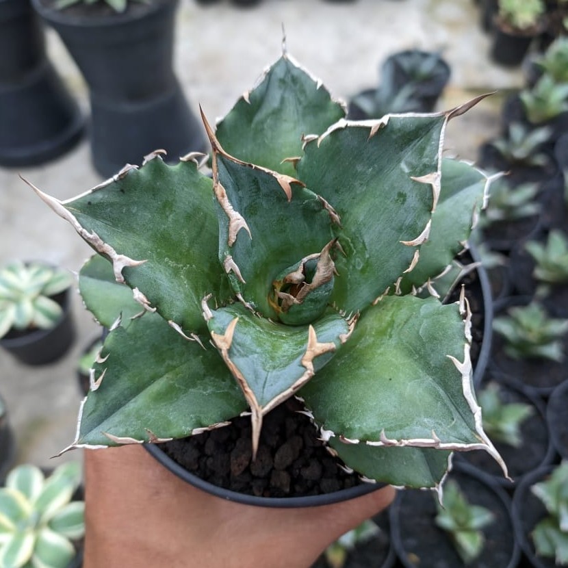 Agave titanota solar green