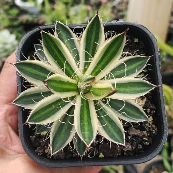 Agave filifera variegated