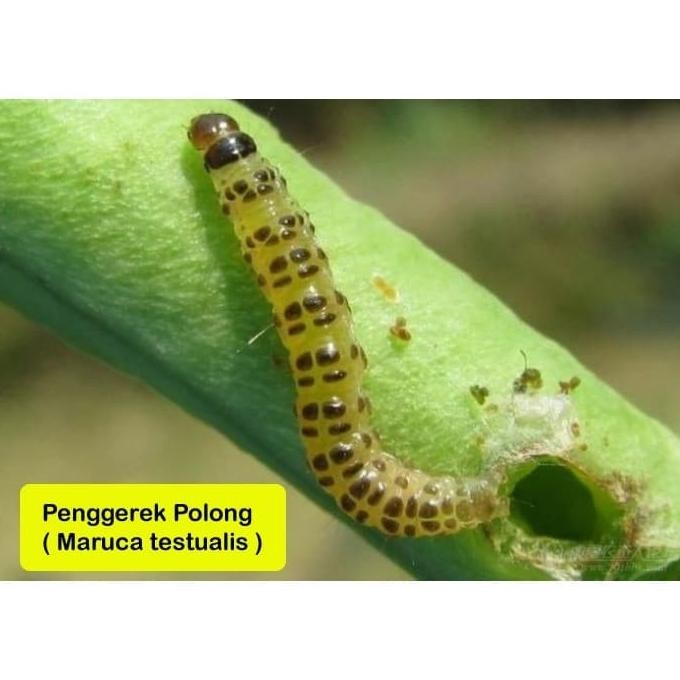 INSEKTISIDA JOKER 75SP 100 GRAM