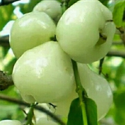 Bibit Jambu Air Kancing Putih Okulasi Cepat Berbuah | Tanaman Jambu Air Kancing Putih