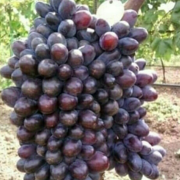 Bibit Buah Anggur Jupiter Seedless / Tanpa Biji