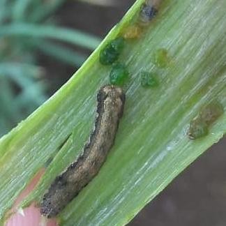 INSEKTISIDA MONTANA 230 EC 250ml