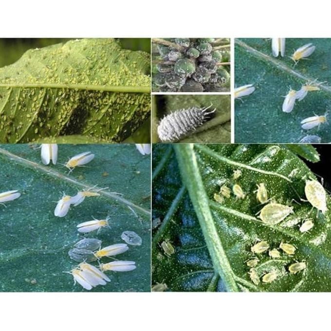 insektisida WINDER 25 WP