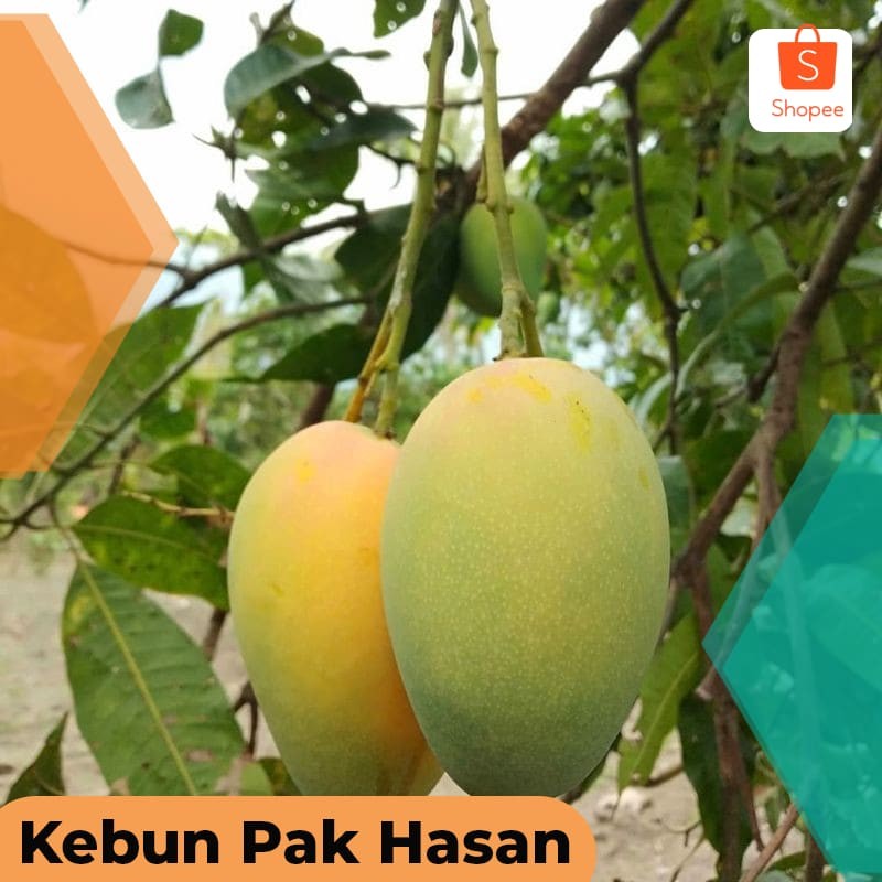 Bibit Tanaman Buah Mangga Madu Tabulampot Okulasi Terlaris