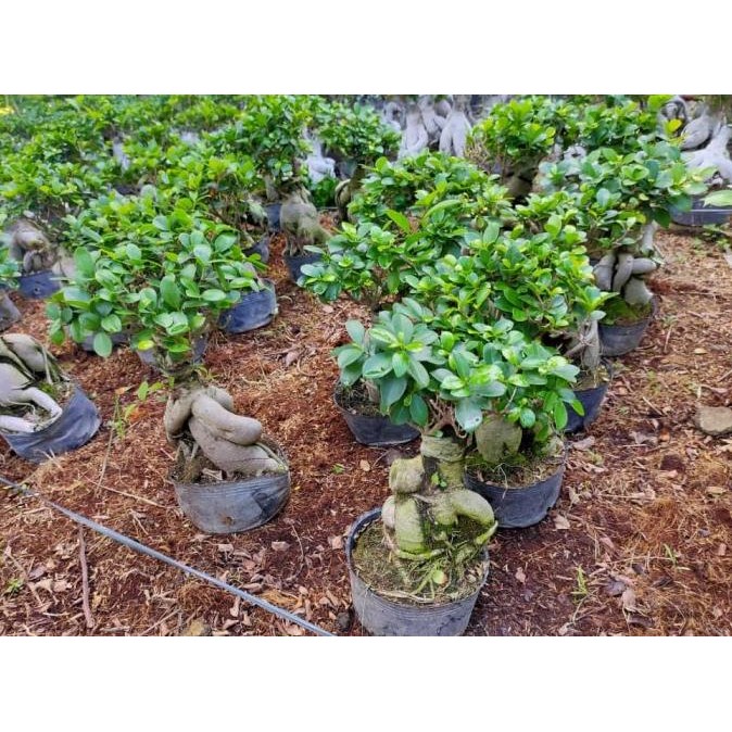 tanaman bibit bonsai hidup/ bonsai ficus bonsai daun jeruk