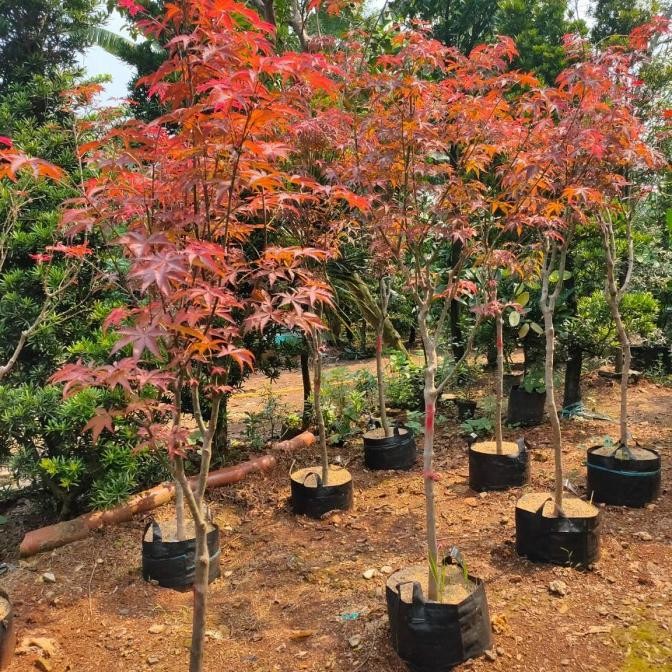 Pohon American Red Maple/Maple Amerika Daun Merah