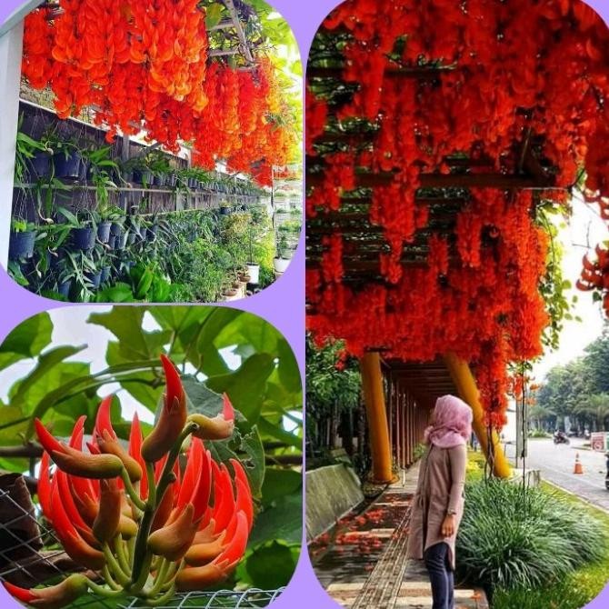 Bibit Tanaman Flame Of Irian merah api tinggi150up