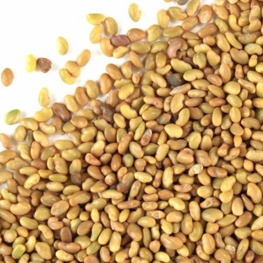 benih biji rumput gajah mini - bibit rumput gajah mini